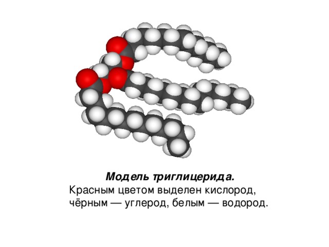 Модель триглицерида.  Красным цветом выделен кислород, чёрным — углерод, белым — водород. 