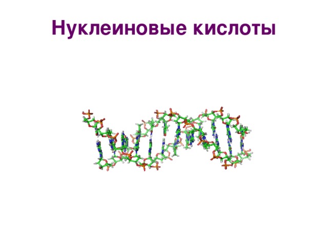 Нуклеиновые кислоты рисунок. Нуклеиновые кислоты рисунок биология. Нуклеиновые кислоты изображения для презентации. Нуклеиновые кислоты без фона. Рисунок кислоты в биологии.