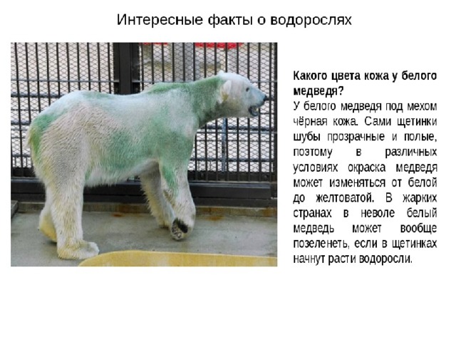 Факты о водорослях. Цвет шерсти белого медведя. Интересные факты о белом медведе. Какого цвета Кожуч белого медведя. Факты о шерсти белого медведя.