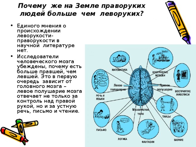 Определение полушария мозга. Полушария мозга праворукости и леворукости. Левша и правша полушария мозга. Причины развития леворукости. Отличие левшей от правшей.
