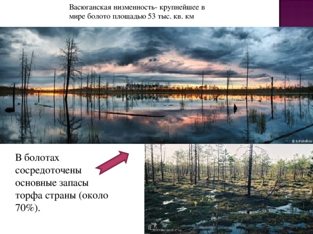 Васюганская низменность- крупнейшее в мире болото площадью   53 тыс. кв. км В болотах сосредоточены основные запасы торфа страны (около 70%). 