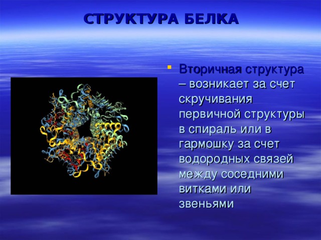 СТРУКТУРА БЕЛКА Вторичная структура – возникает за счет скручивания первичной структуры в спираль или в гармошку за счет водородных связей между соседними витками или звеньями 