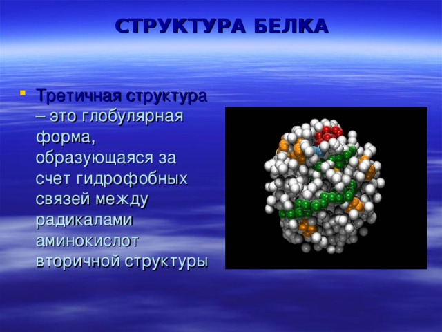 СТРУКТУРА БЕЛКА Третичная структура – это глобулярная форма, образующаяся за счет гидрофобных связей между радикалами аминокислот вторичной структуры 