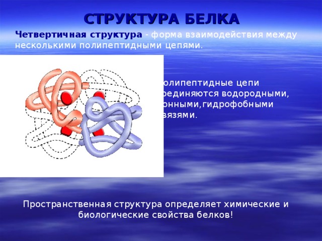 СТРУКТУРА БЕЛКА Четвертичная структура - форма взаимодействия между несколькими полипептидными цепями. Полипептидные цепи соединяются водородными, ионными,гидрофобными связями. Пространственная структура определяет химические и биологические свойства белков! 