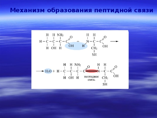 Механизм образования пептидной связи 