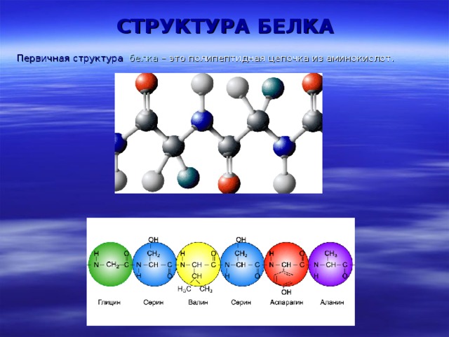 СТРУКТУРА БЕЛКА Первичная структура белка – это полипептидная цепочка из аминокислот .  