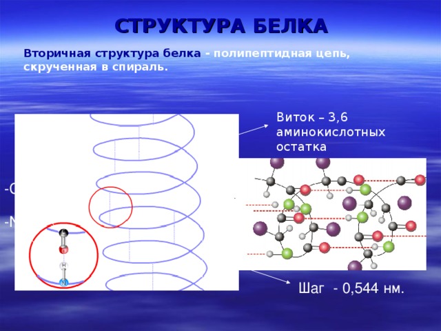 СТРУКТУРА БЕЛКА Вторичная структура белка - полипептидная цепь, скрученная в спираль.  Виток – 3,6 аминокислотных остатка -CO- -NH- Шаг - 0,544 нм. 