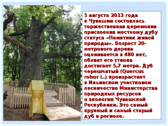 5 августа 2013 года в Чувашии состоялась торжественная церемония присвоения местному дубу статуса «Памятник живой природы». Возраст 20-метрового дерева оценивается в 480 лет, обхват его ствола достигает 5,7 метра. Дуб черешчатый (Quercus robur L.) произрастает в Ильинском участковом лесничестве Министерства природных ресурсов и экологии Чувашской Республики. Это самый крупный и самый старый дуб в регионе. 