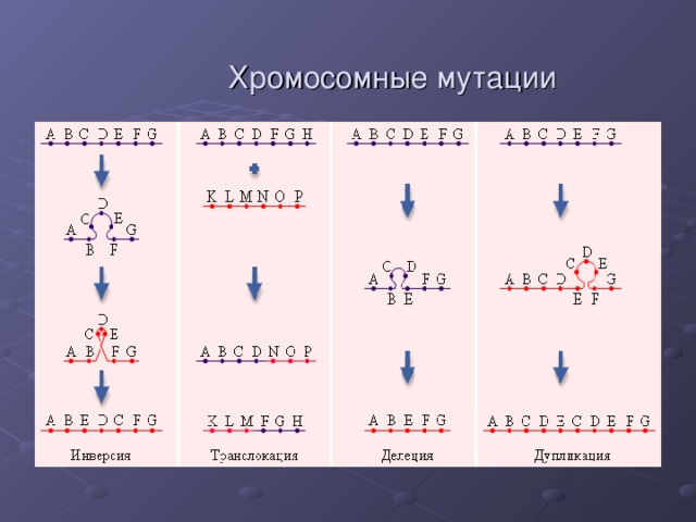 Рассмотрите фотографии хромосомных мутаций делеции инверсии дупликации