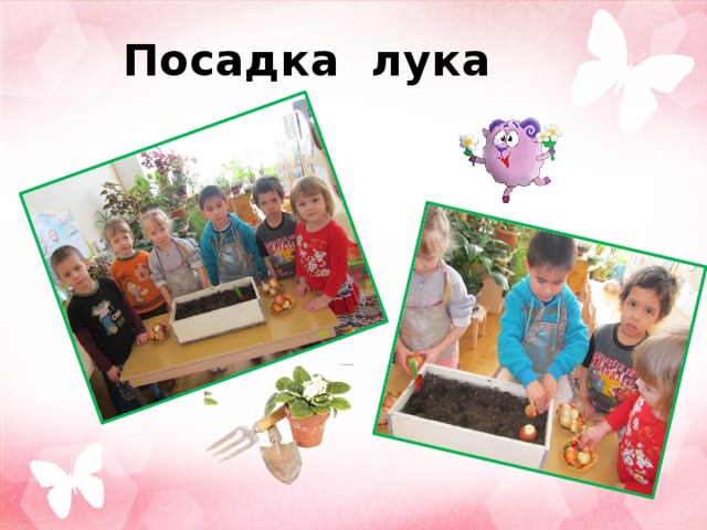 Посадка лука 