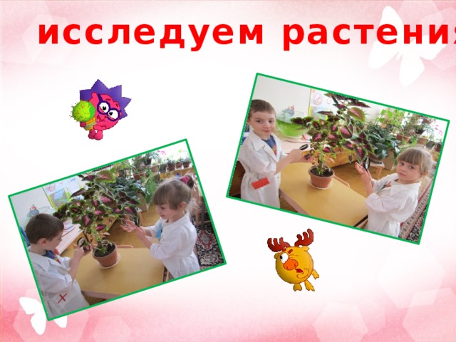  исследуем растения 
