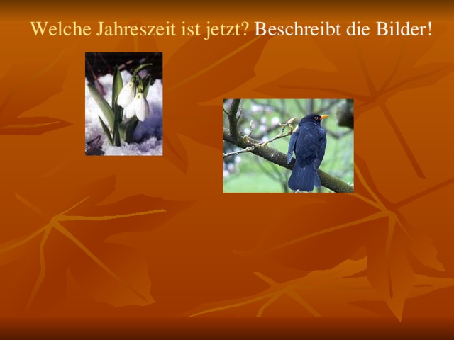  Welche Jahreszeit ist jetzt? Beschreibt die Bilder! 