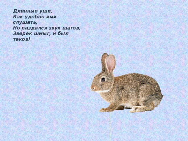 Длинные уши, Как удобно ими слушать, Но раздался звук шагов, Зверек шмыг, и был таков! 