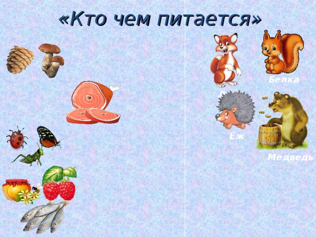 «Кто чем питается» Белка Лиса Ёж Медведь 