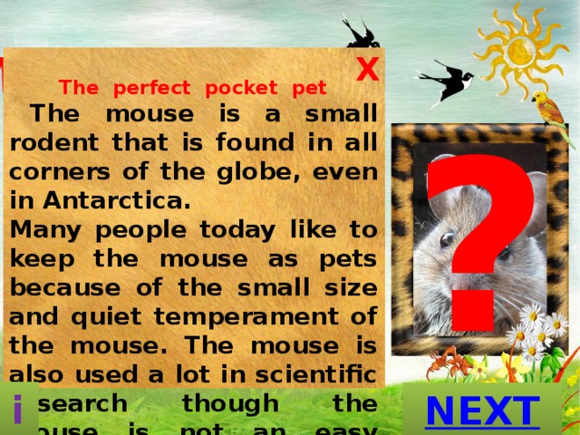 What is this  animal? X The perfect pocket pet  The mouse is a small rodent that is found in all corners of the globe, even in Antarctica. Many people today like to keep the mouse as pets because of the small size and quiet temperament of the mouse. The mouse is also used a lot in scientific research though the mouse is not an easy animal to examine.     ? A D A N P                                                           A E K S N R E O T T O S U M E i GUESS? 