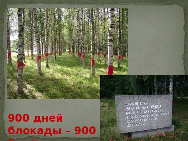 900 дней блокады – 900 берёз …