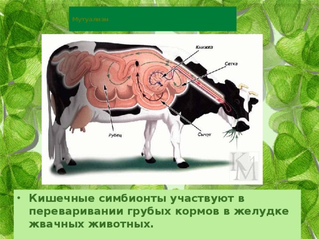  Мутуализм   Кишечные симбионты участвуют в переваривании грубых кормов в желудке жвачных животных. 