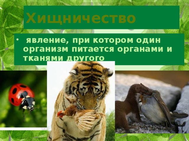 Хищничество  явление, при котором один организм питается органами и тканями другого 