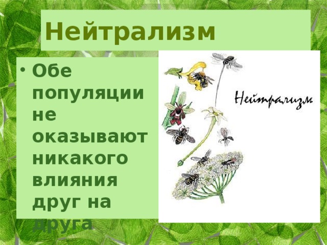 Нейтрализм Обе популяции не оказывают никакого влияния друг на друга 