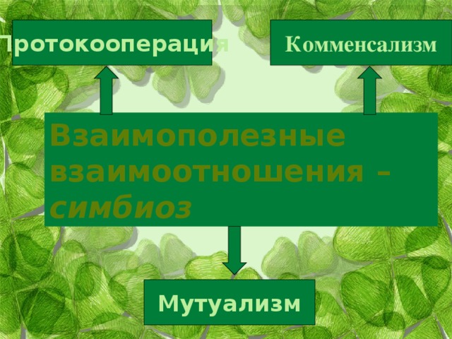 Протокооперация Комменсализм Взаимополезные взаимоотношения – симбиоз Мутуализм 
