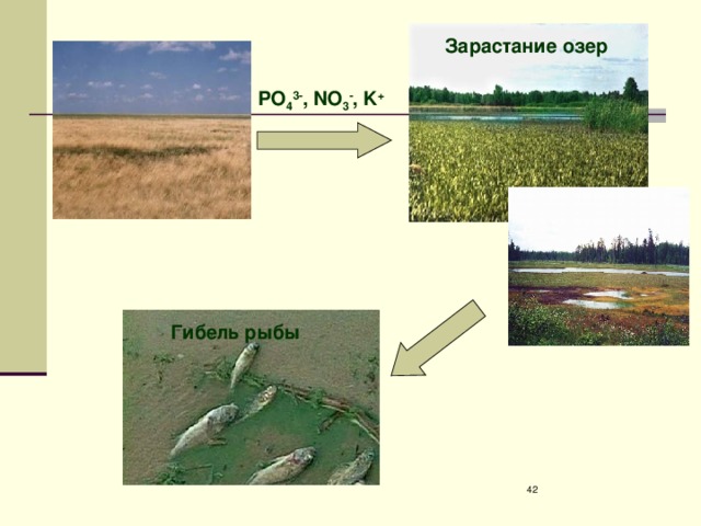 Зарастание озер PO 4 3- , NO 3 - , K + Гибель рыбы  