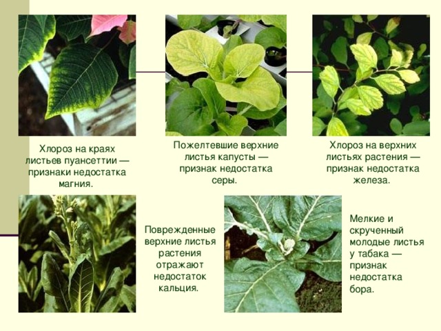 Нехватка азота у растений признаки фото
