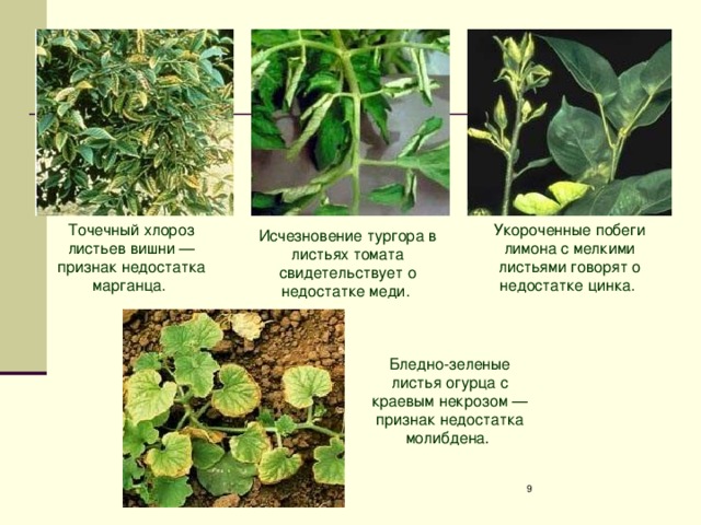Точечный хлороз листьев вишни — признак недостатка марганца. Укороченные побеги лимона с мелкими листьями говорят о недостатке цинка. Исчезновение тургора в листьях томата свидетельствует о недостатке меди. Бледно-зеленые листья огурца с краевым некрозом — признак недостатка молибдена .  