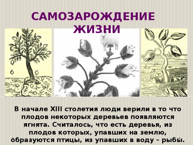 Откуда произошли деревья. Дерево слов. Информация о дереве дуб. Откуда произошли деревья. Как появляется дерево.