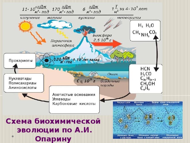 Схема биохимической эволюции по А.И. Опарину 