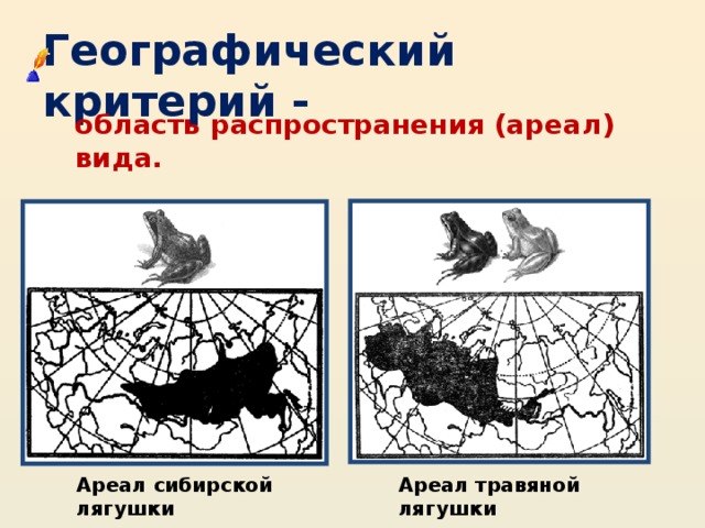 Географический критерий -  область распространения (ареал) вида. Ареал сибирской лягушки Ареал травяной лягушки 