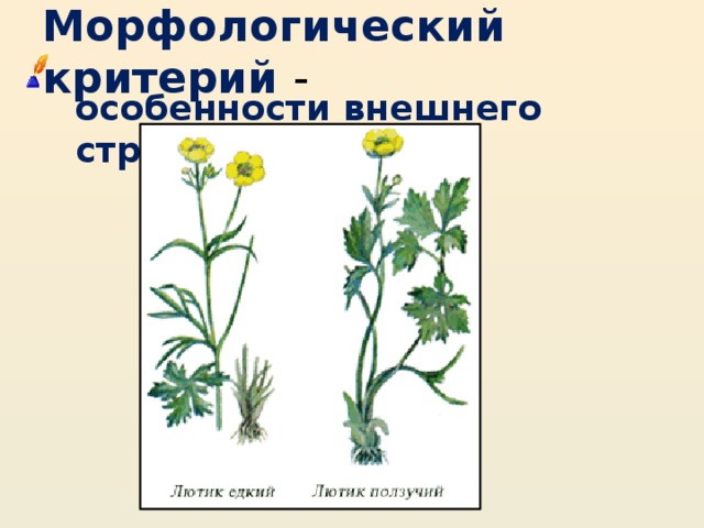 Морфологический критерий -  особенности внешнего строения. 