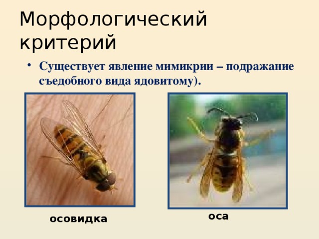 Критерии существования. Мимикрия Оса и Муха. Явление мимикрии. Мимикрия мухи под осу. Муха мимикрирующая под осу.