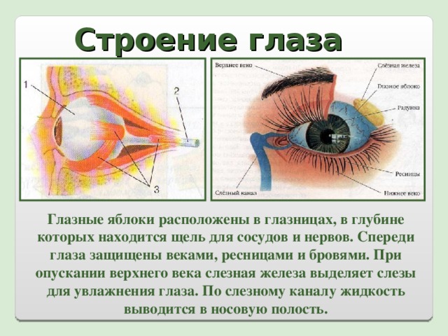 В какой части глазного яблока происходит фокусировка изображения у людей с нормальным зрением огэ