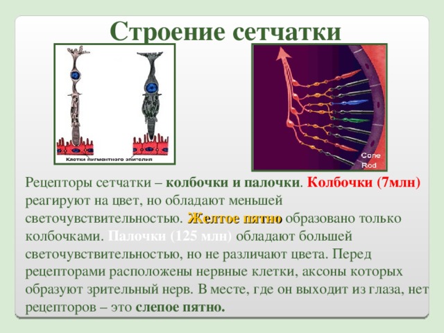 Палочки обеспечивают цветное изображение а колбочки черно белое