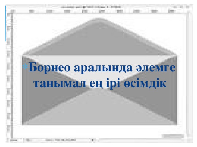 Борнео аралында әлемге танымал ең ірі өсімдік 