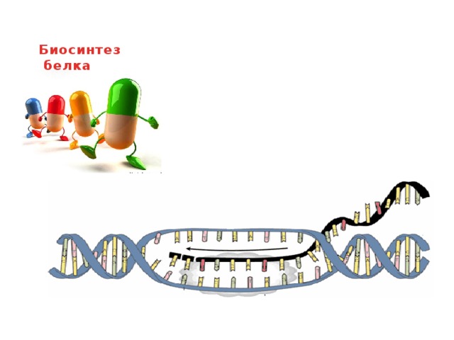 Биосинтез  белка   