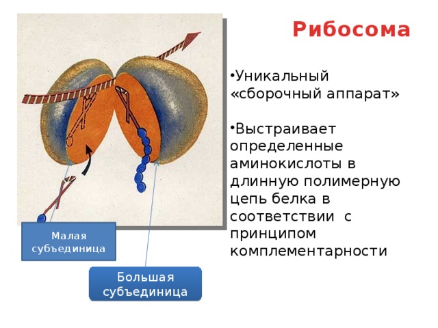 Рибосома   Уникальный «сборочный аппарат» Выстраивает определенные аминокислоты в длинную полимерную цепь белка в соответствии с принципом комплементарности Малая субъединица Большая субъединица 