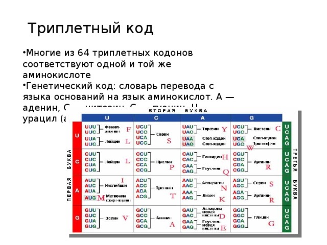 Триплетный код Многие из 64 триплетных кодонов соответствуют одной и той же аминокислоте Генетический код: словарь перевода с языка оснований на язык аминокислот. A — аденин, C — цитозин, G — гуанин, U — урацил (аналог тимина в РНК) 