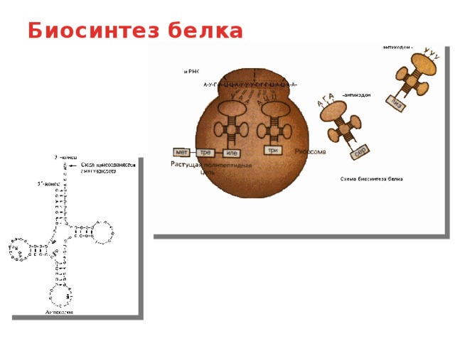 Биосинтез белка   