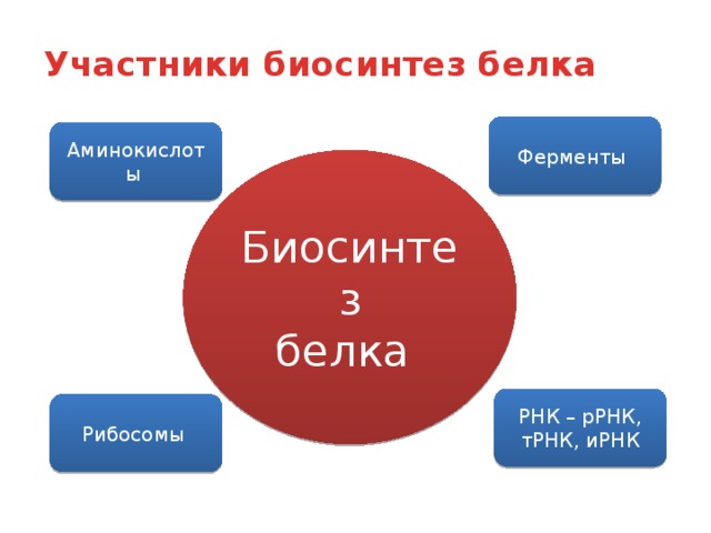 Участники биосинтез белка   Ферменты Аминокислоты Биосинтез белка РНК – рРНК, тРНК, иРНК Рибосомы 