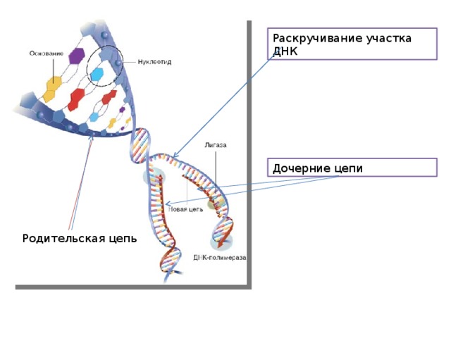 Раскручивание участка ДНК Дочерние цепи Родительская цепь 