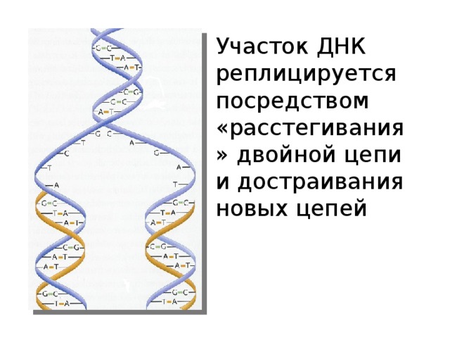 Участок ДНК реплицируется посредством «расстегивания» двойной цепи и достраивания новых цепей 