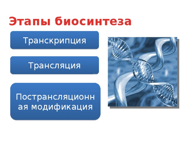 Этапы биосинтеза Транскрипция Трансляция Пострансляционная модификация 