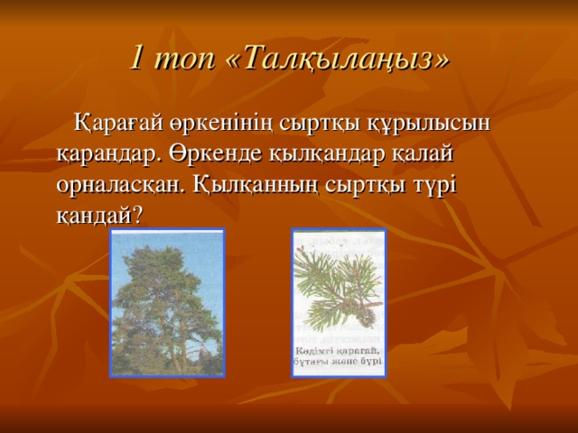 1 топ «Талқылаңыз»  Қарағай өркенінің сыртқы құрылысын қараңдар. Өркенде қылқандар қалай орналасқан. Қылқанның сыртқы түрі қандай? 