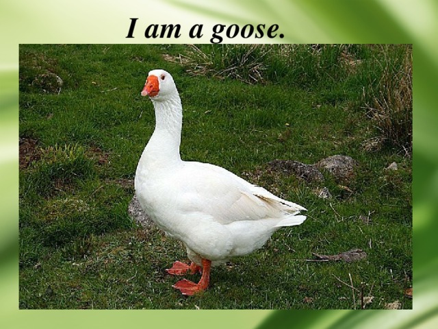 I am a goose. 