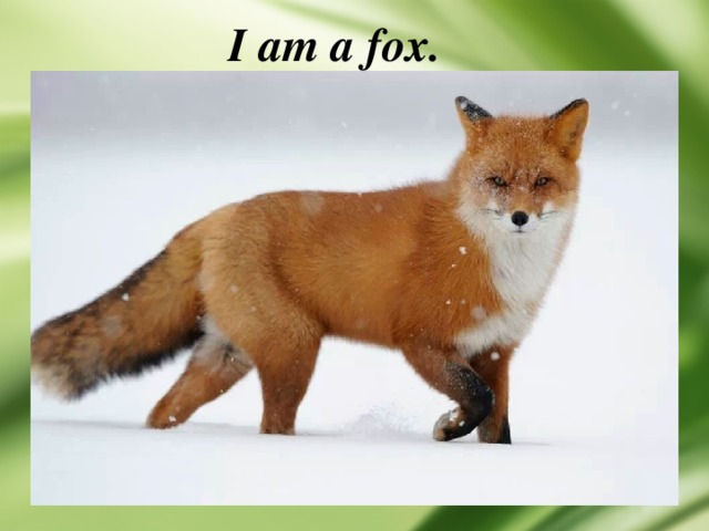 I am a fox. 
