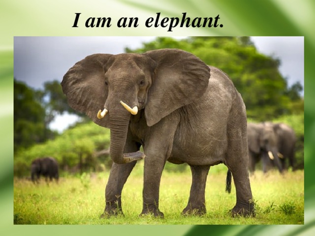 I am an elephant. 