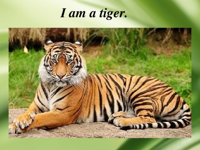 I am a tiger. 