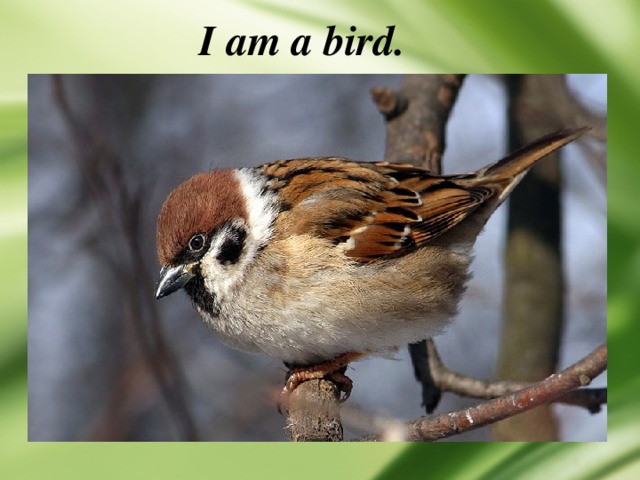 I am a bird. 