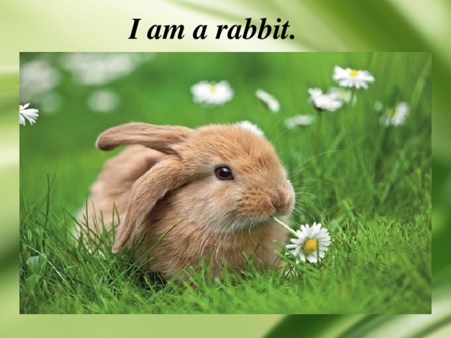 I am a rabbit. 